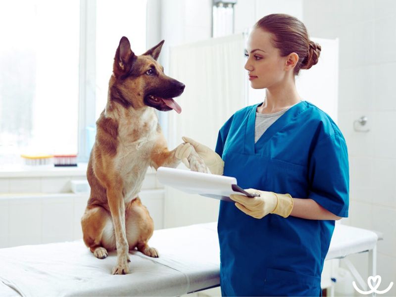 Jak-si-vybrat-veterinare (5)